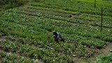 160406-my-sayur620