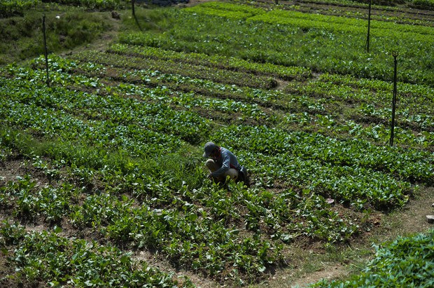 160406-my-sayur620 160406-my-sayur620