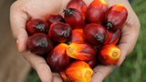 Malaysia Kritik Kastam AS Keluar Notis Sita Produk Minyak Sawit Syarikat Tempatan