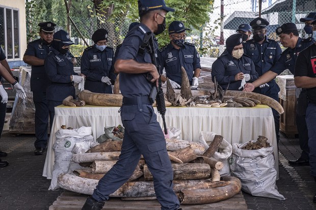 Rakyat Malaysia dalang penyeludupan hidupan liar di sekitar Asia didakwa di New York