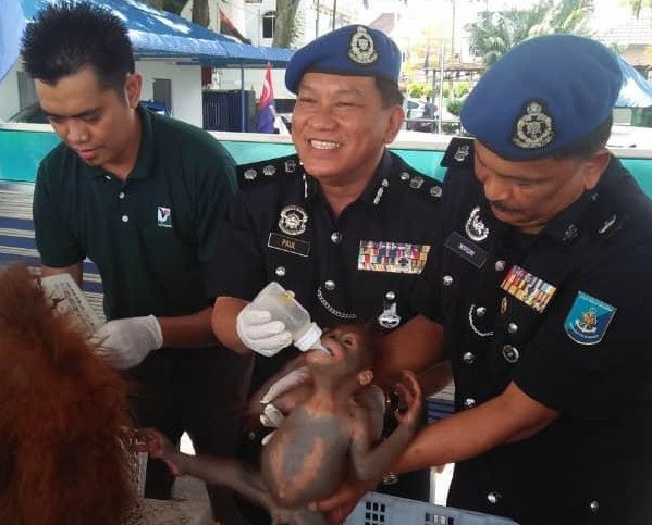 190408-MY-orangutan2-599.jpg 190408-MY-orangutan2-599.jpg