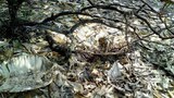 171006-my-wildlife620.jpg