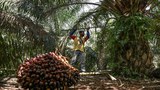 Malaysia Rancang Tingkatkan Eksport Minyak Sawit Susulan Pengumuman Indonesia