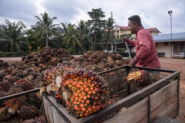 AS Sekat Import Minyak Sawit Syarikat Kedua Malaysia Berhubung Dakwaan Buruh Paksa AS Sekat Import Minyak Sawit Syarikat Kedua Malaysia Berhubung Dakwaan Buruh Paksa