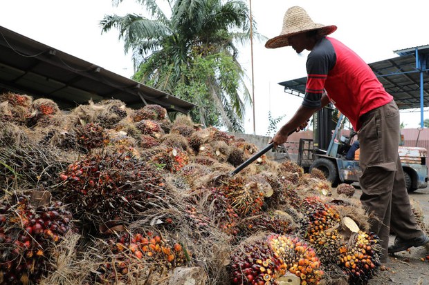 Malaysia Tidak Setuju Tindakan Drastik AS Sekat Minyak Sawit Sime Darby