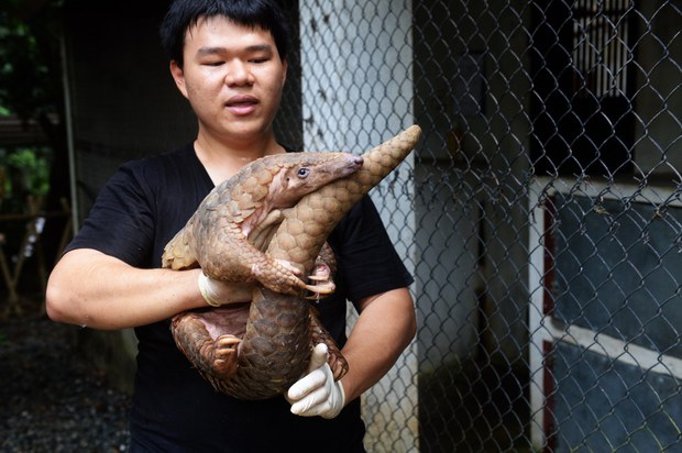 161222-MY-pangolin-1000.jpg