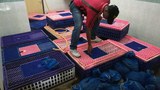 170524-my-kedah-tenggiling620.jpg