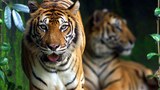 160208-my-tiger620