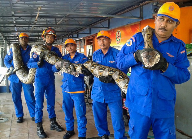 160415-my-python620 160415-my-python620