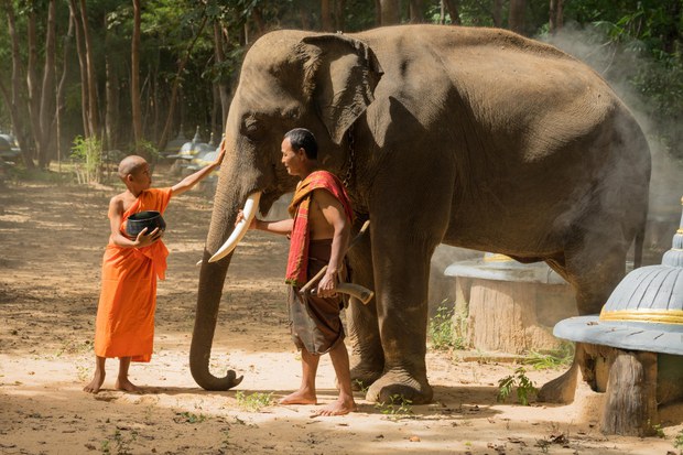 TH-elephant-1000 TH-elephant-1000